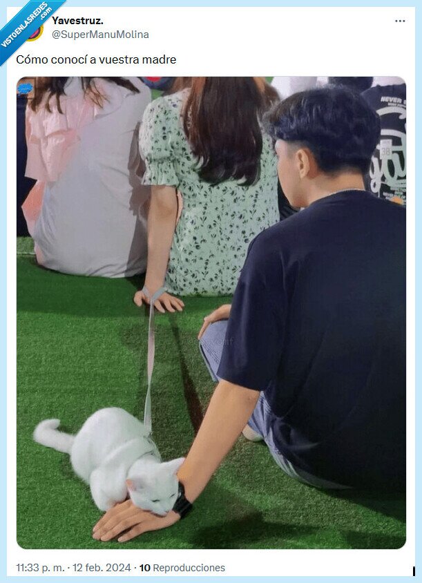 madre,conocer,amor,gato