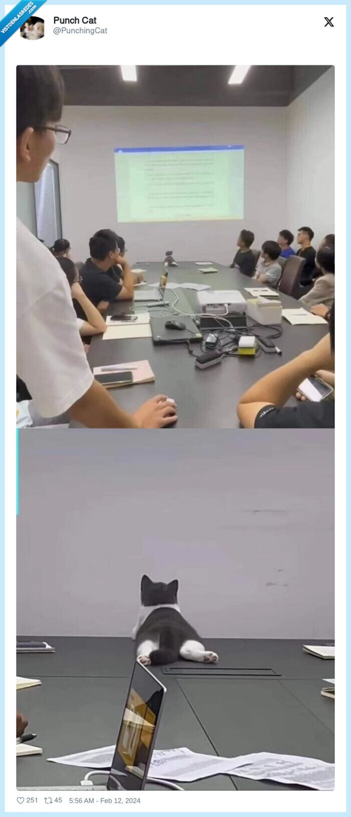 gato,presentacion,interesado