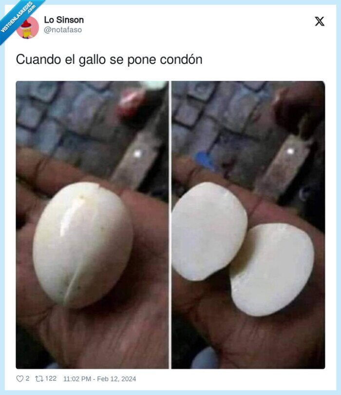 condón,huevo,gallo,ponerse