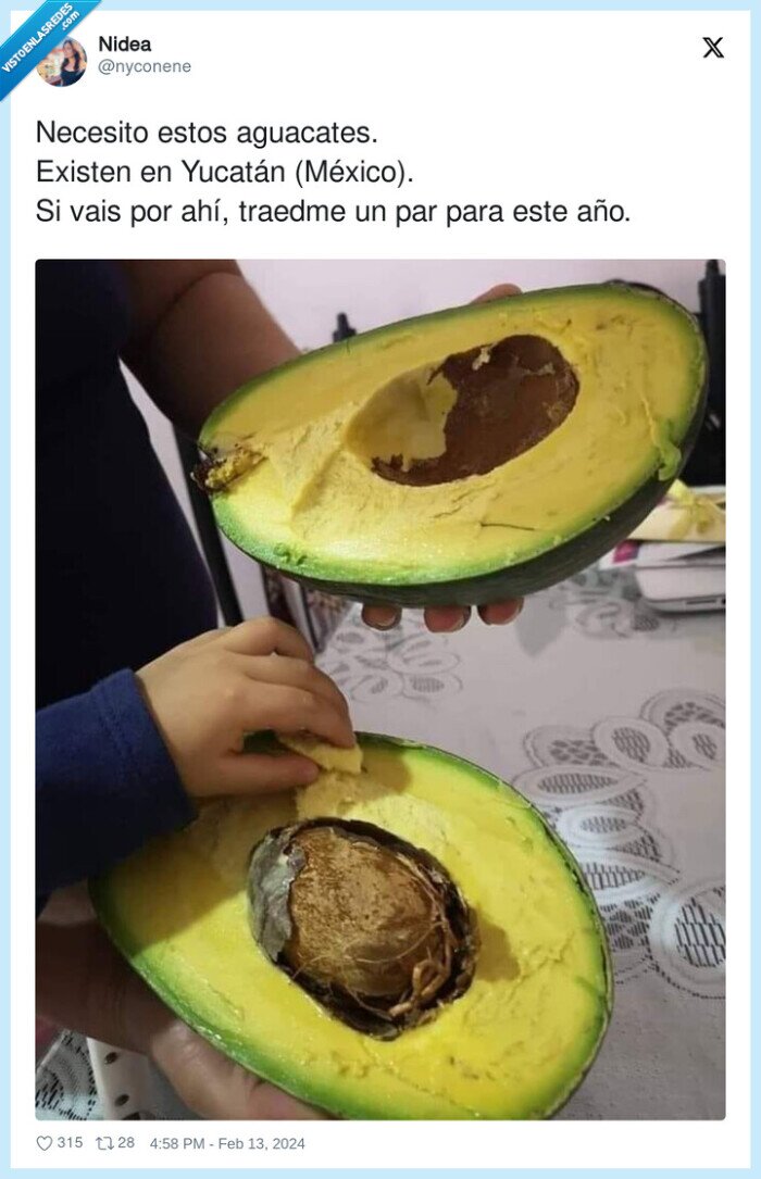 aguacates,méxico,yucatán,gigante