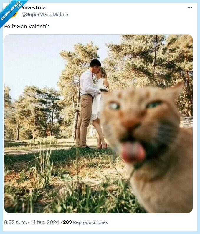 san valentín,gato,pareja