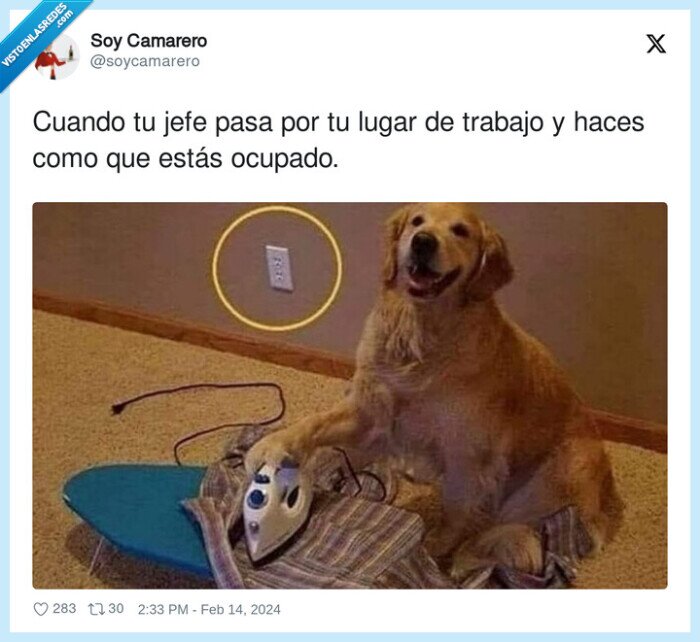 ocupado,trabajo,perro,enchufe