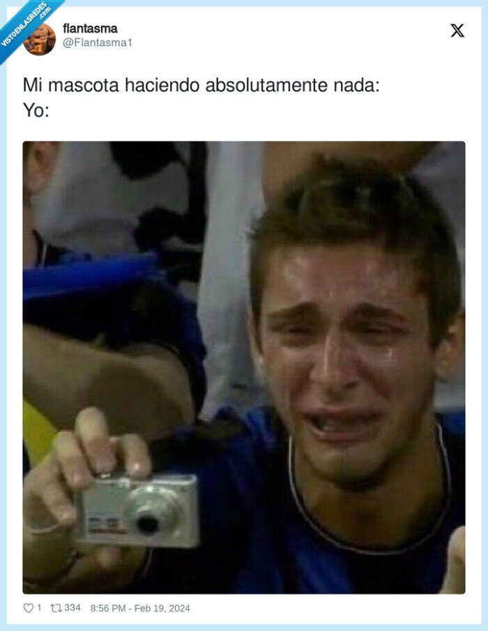 mascota,cosas,foto,gracia