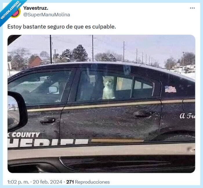 culpable,gato,seguro,policía