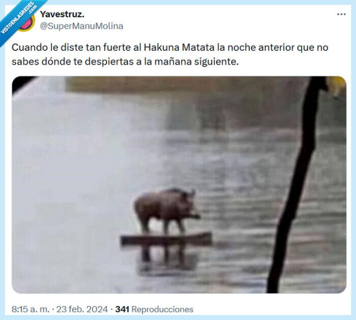 hakuna matata,noche,pumba