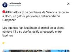 Enlace a Coco ha gastado ya 6 de sus 7 vidas, pero me ha algrado la tarde