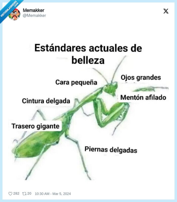 mantis religiosa,belleza,estandares