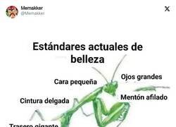 Enlace a El insecto ideal, por @Memakker
