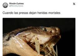 Enlace a Seguro que escarmienta de ésta, por @RincnCuriosoo