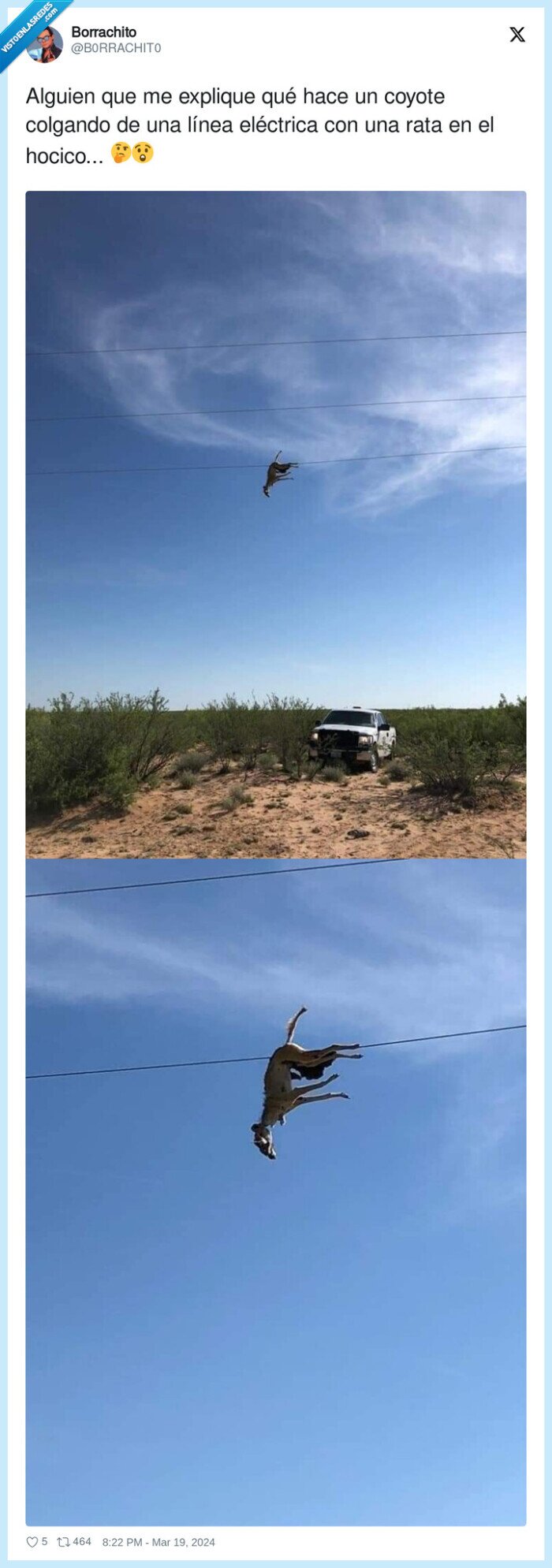 línea eléctrica,colgando,rata,coyote