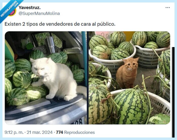 vendeores,cara,público,gatos