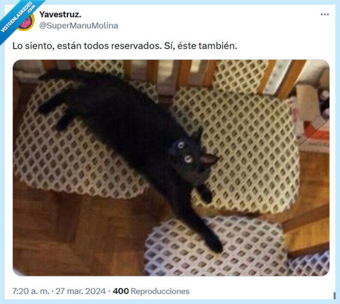 reservados,gato,cojín