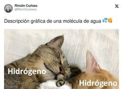 Enlace a Molécula de agua, versión gatos, por @RincnCuriosoo