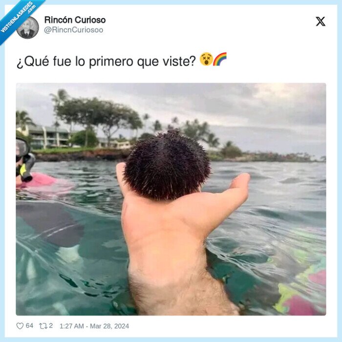 mano,erizo,ilusion optica