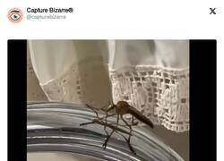 Enlace a O te la devuelve, por @capturebizarre