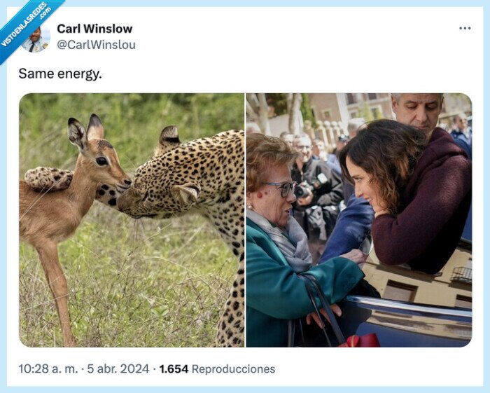 señora,gacela,ayuso,guepardo