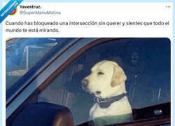 Enlace a ¡Culpa mía! por @supermanumolina