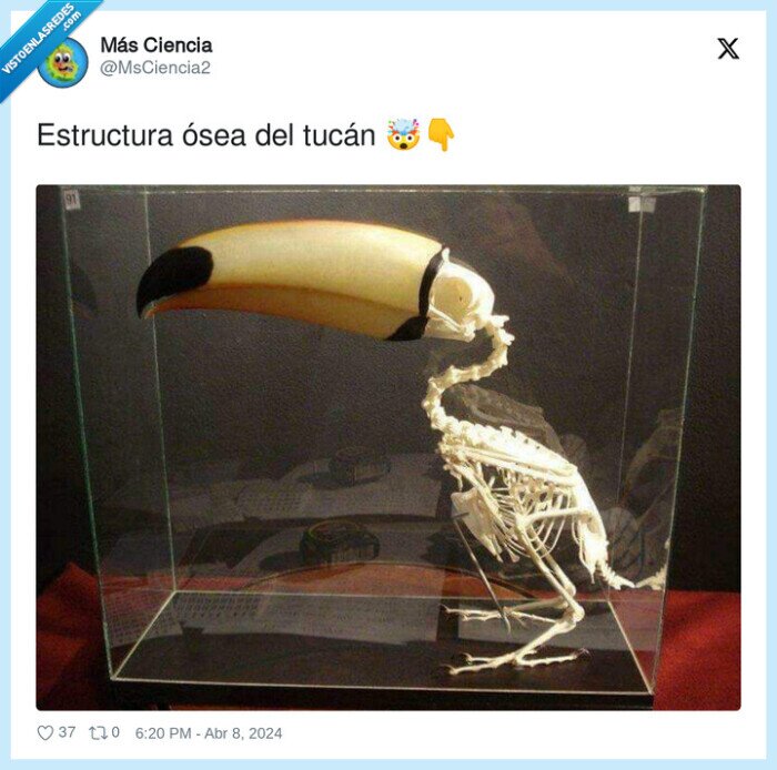 estructura,tucán,ósea