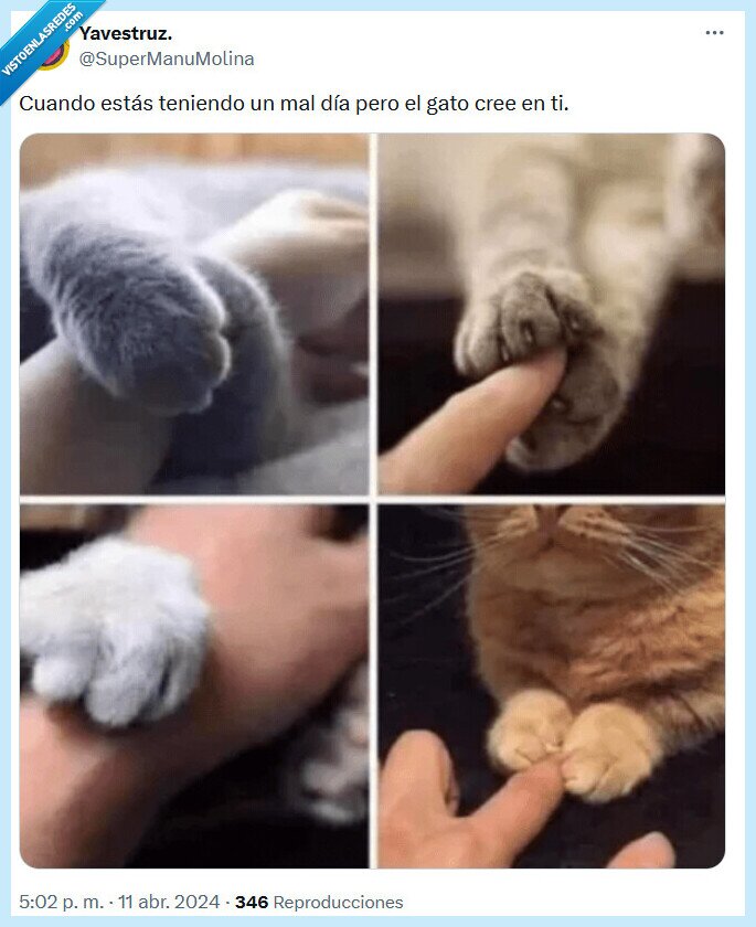 gato,creer,mal día