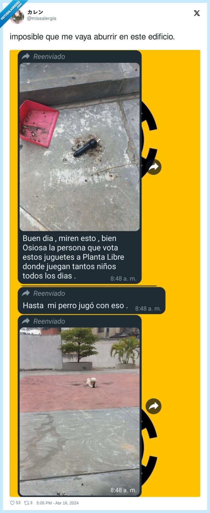 plaza,perro,vibra dor