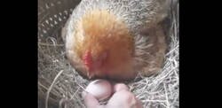 Enlace a Las gallinas son mucho más listas de lo que parecen: No regala el huevo sin antes negociar