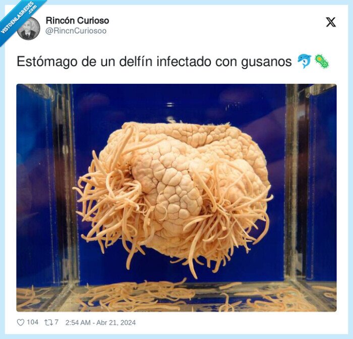 estómago,infectado,delfín,gusanos