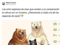 Enlace a Si tuviera que ser colega de uno, escogería al panda, por @RincnCuriosoo