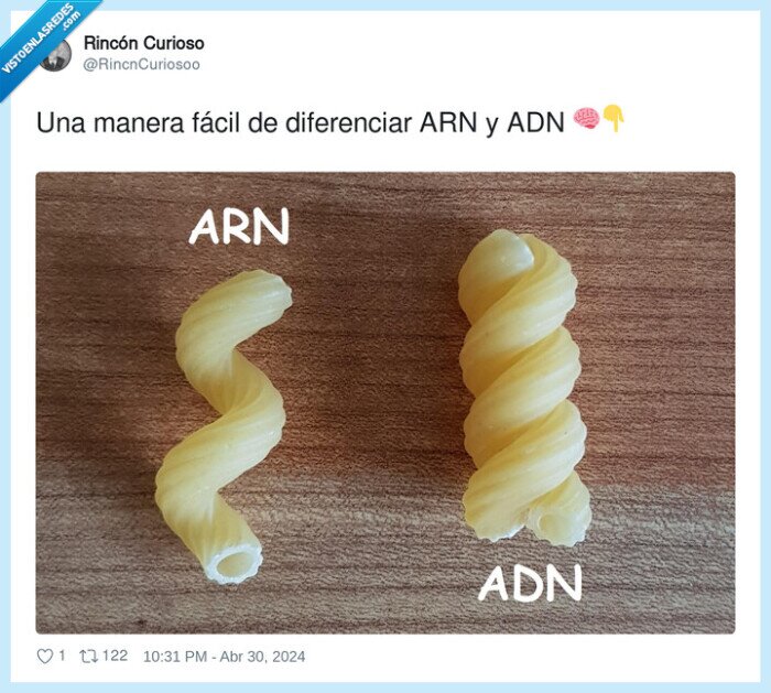 diferenciar,pasta,comida,arn,adn