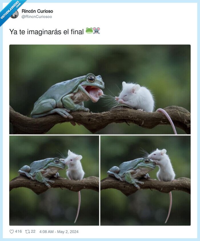 final,comer,zampar,rata,rana