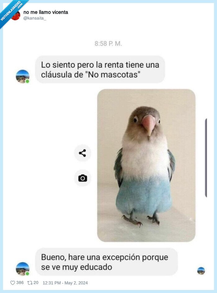 periquito,educado,mascota,casa