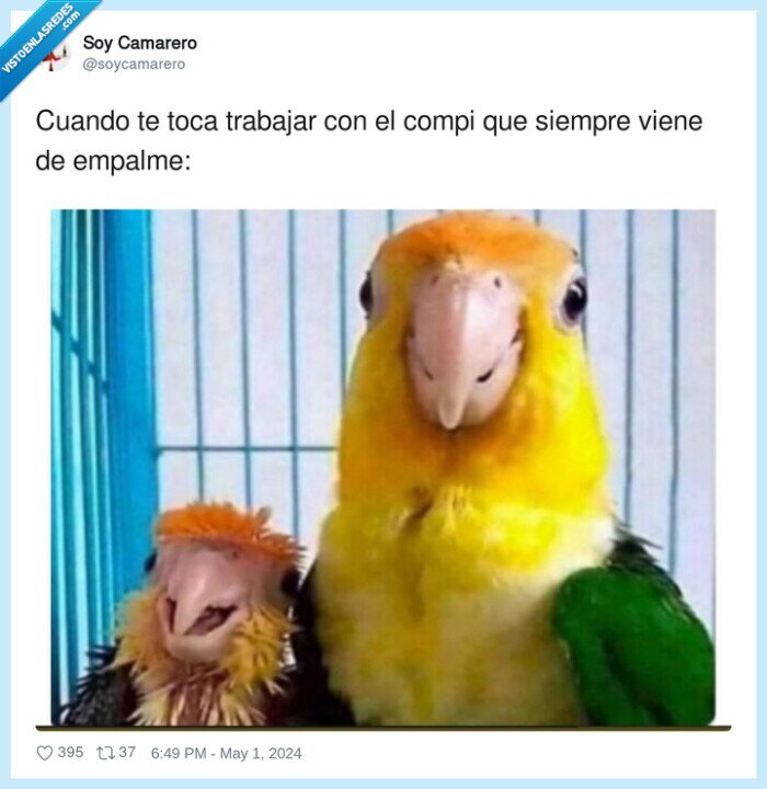 trabajar,empalme,loros,compi