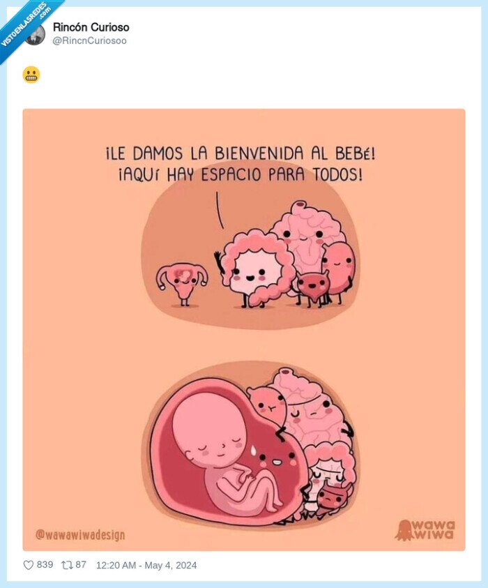 bebe,barriga,organos,espacio