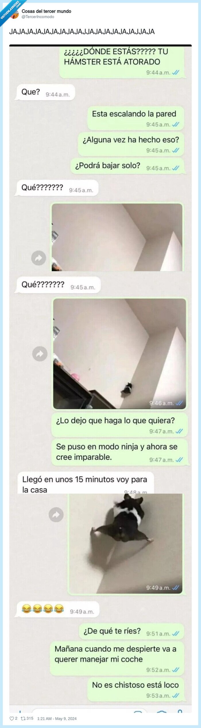 hamster,whatsapp,pared,escalar