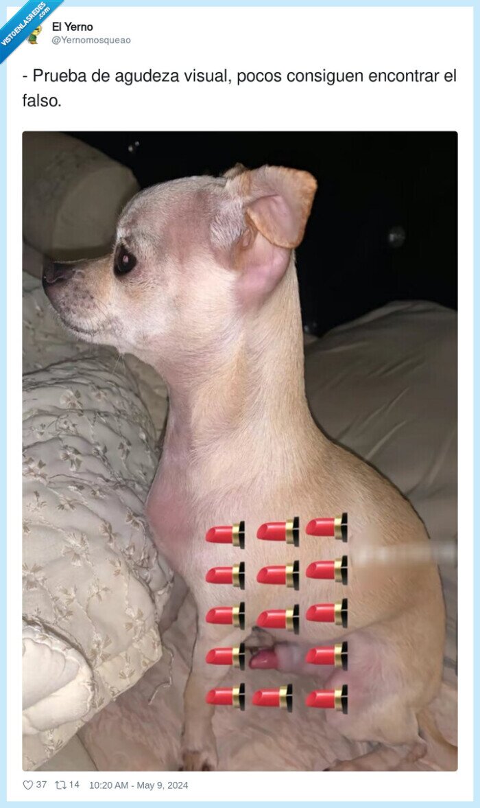 perro,cosilla,localizar,distinto,pintalabios,labial