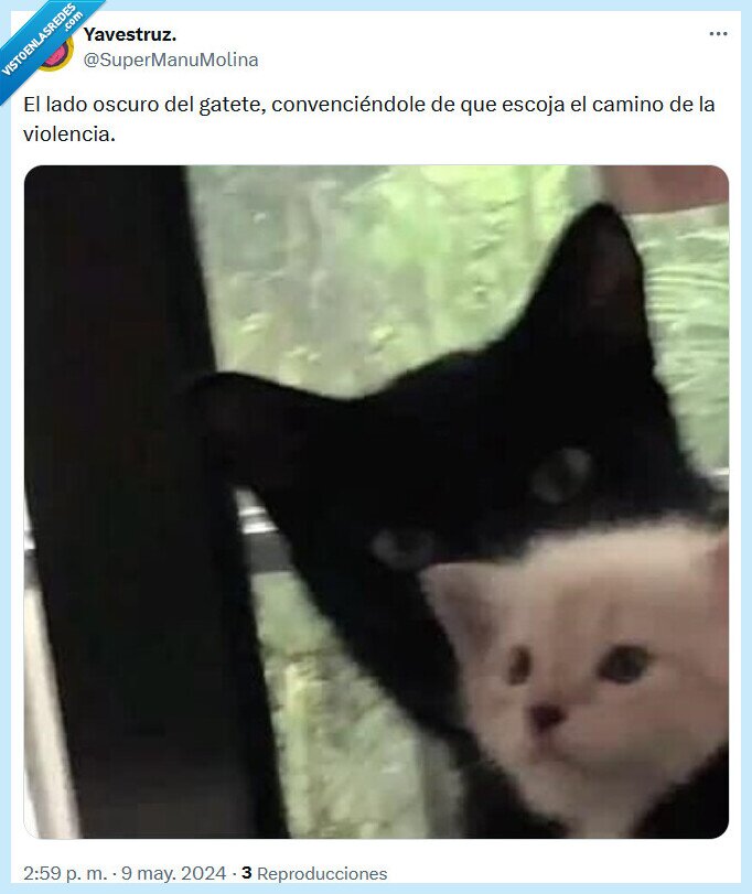 violencia,oscuro,lado,gato