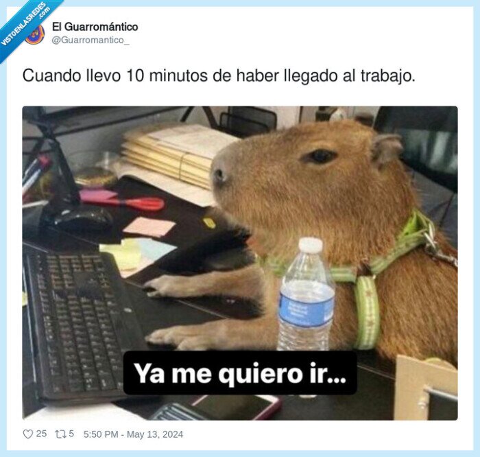 llegado,trabajo,irse,ganas,capibara