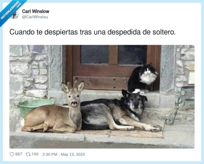 despertar,despedida,soltero,perro,gato,ciervo