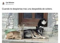 Enlace a ¿Qué ha pasado aquí?, por @CarlWinslou