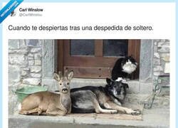 Enlace a ¿Qué ha pasado aquí?, por @CarlWinslou