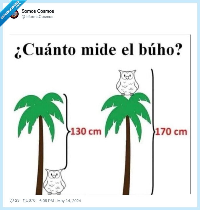 problema,buho,palmera,medir