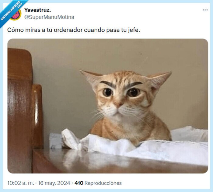 jefe,ordenador,mirar