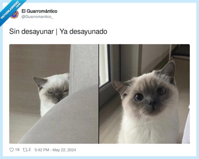 desayunado,desayunar,gatito,gato,cara