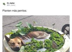 Enlace a Por un mundo más verde y lleno de perretes, por @En_jupiter_