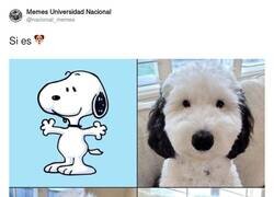 Enlace a ¡Es él!, por @nacional_memes