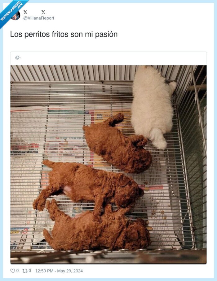 perros,pollo frito