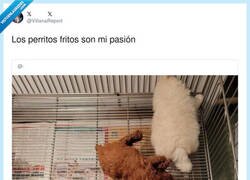 Enlace a Solo veo un perro y tres trozos de pollo frito, por @VillanaReport