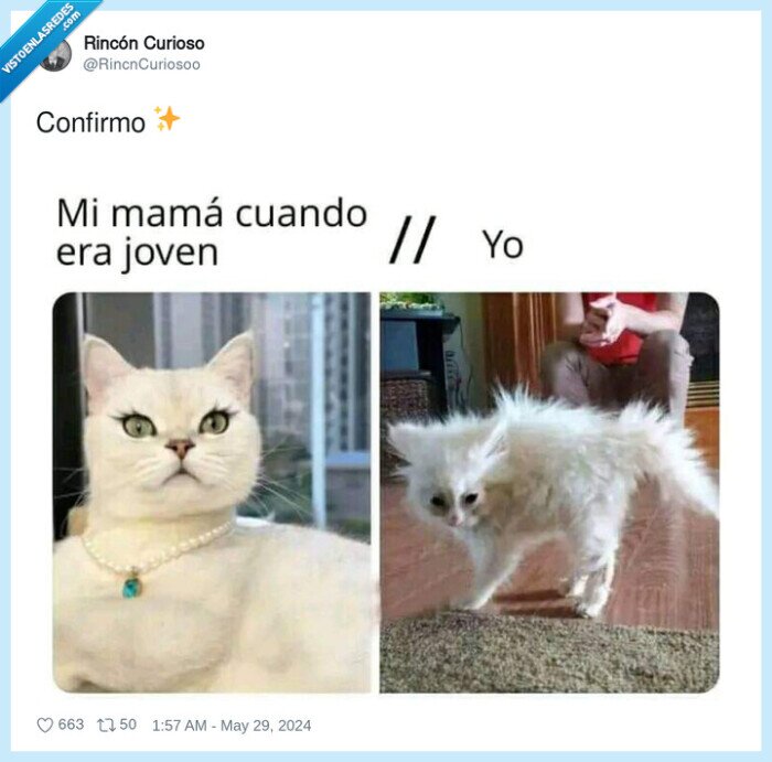 gata,gatito,hija,madre,guapa