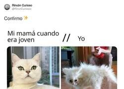 Enlace a Maldita genética, por @RincnCuriosoo