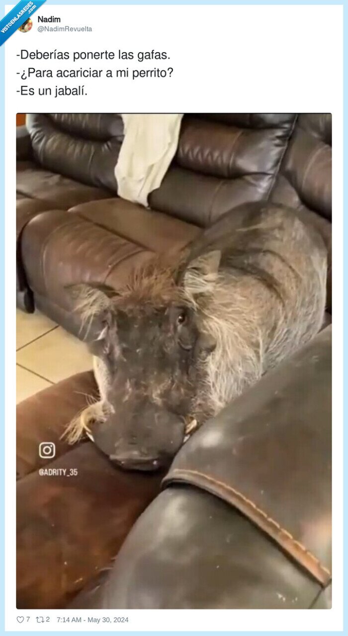 acariciar,ponerte,perrito,jabalí,gafas