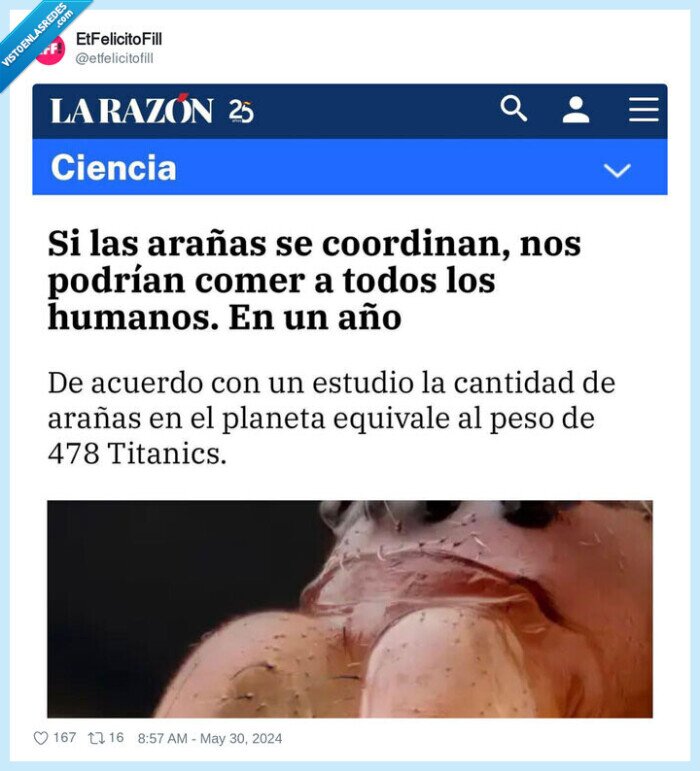 arañas,coordinarse,atacar,humanos